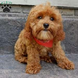 Rambo (micro), Cavapoo Puppy